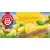 Teekanne Word of Fruit Italian Lemon citromos mézes tea, 40 g